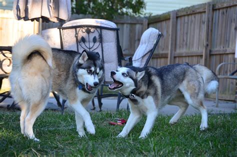 A Tale of Two Huskies: Huskies at Play