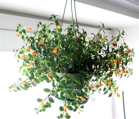 Goldfish Plant Care Australia : Dolphin Plant | Columnea gloriosa ...