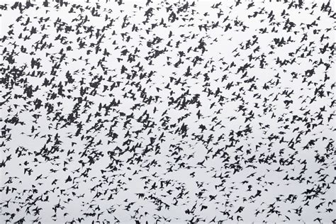 Photos: Thousands of birds flock to warmer climates through ...