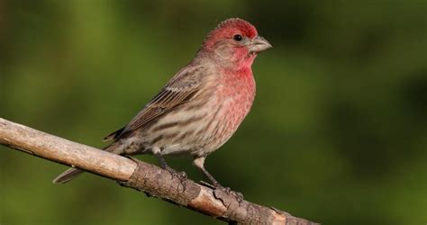 Common House Finch Sightings in Residential and Urban Areas - Sigloxxi