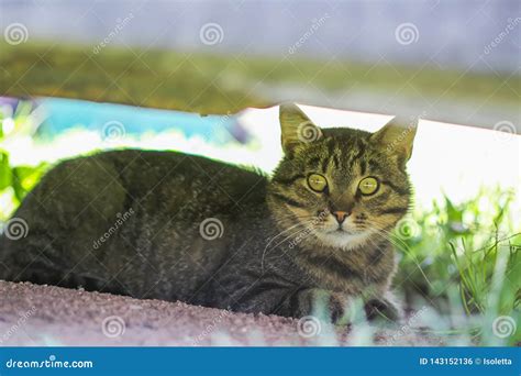 Cat Hiding Under the Table Outdoors Stock Photo - Image of blanket ...