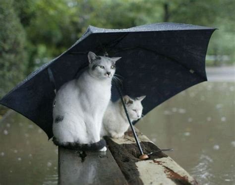 Cats In The Rain Blank Template - Imgflip