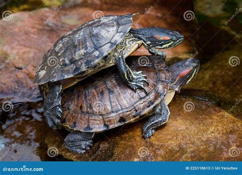 Mating of Red-eared Turtles on Large Rocks Near the Reservoir Stock ...