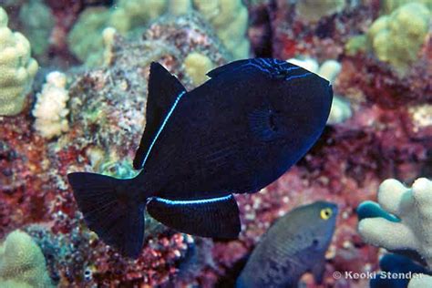 Black Triggerfish, Melichthys niger tropical - Tim's Tropical Fish and ...