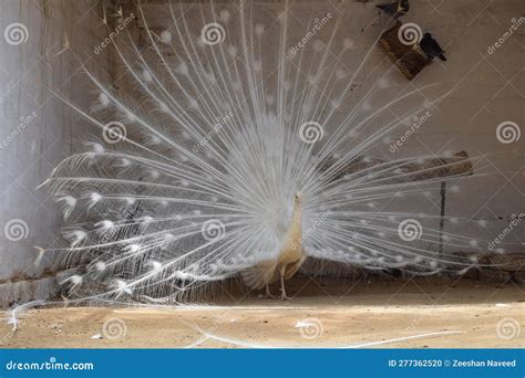 White Peacock Dancing in Happy Mood. Stock Photo - Image of dance ...