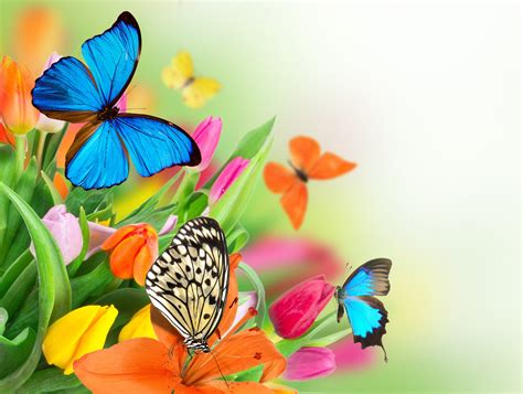 🔥 [44+] Beautiful Colorful Flowers Wallpapers | WallpaperSafari