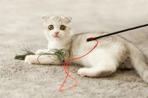 Premium Photo | Scottish fold kitty white cat playing toy with feathers ...