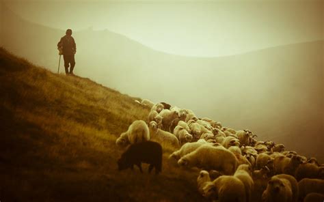 Sheep Wallpapers - Wallpaper Cave