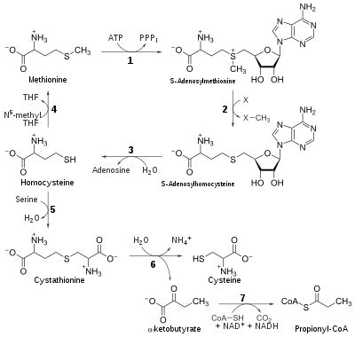 Methionine - Wikipedia