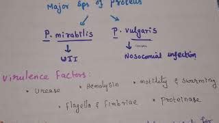 Proteus mirabilis colony morphology - hqseoseovi