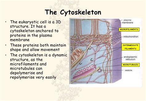 Structure Of Cytoskeleton