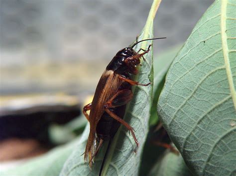 Tsammalex - Gryllus bimaculatus (Field Cricket)