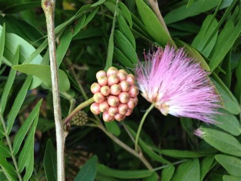 Plants, Seeds & Bulbs Bonsai Trees Plants & Seedlings Calliandra ...