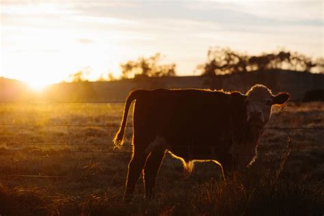 Free Farm Background Photos & Images - Royalty Free Pictures, Unlimited ...