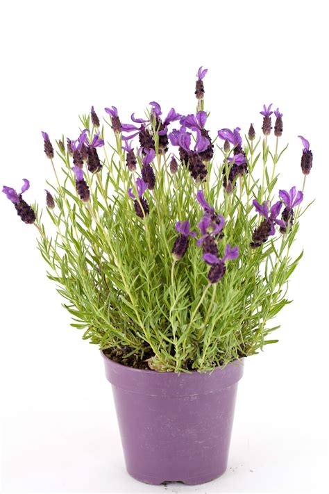 Growing Lavender in Pots Year Round - The tips You need!