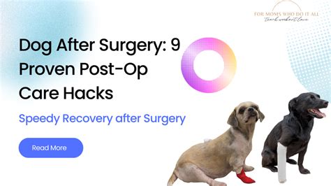 Dog After Surgery: 9 Proven Post-Op Care Hacks | TWL