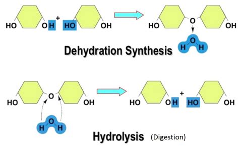 dehydration synthesis / hydrolysis | Chemistry lessons, Chemistry ...