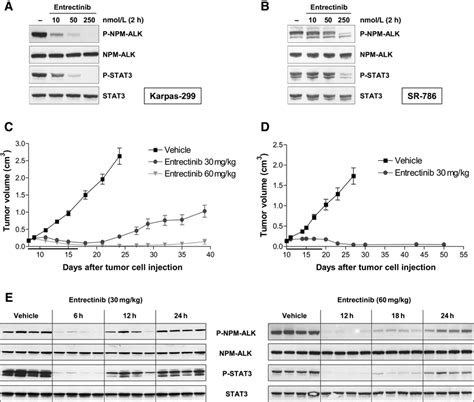 Mechanism of action and in vivo activity of entrectinib in ALK-driven ...