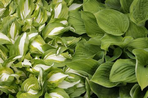 Learn Which Varieties of Hostas Can Grow in the Sun | Hostas, Hosta ...