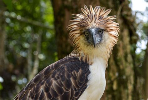 Empowering Communities to Save the Philippine Eagle – Rainforest Trust