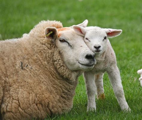 ewe and lamb - The Meaningful Life Center