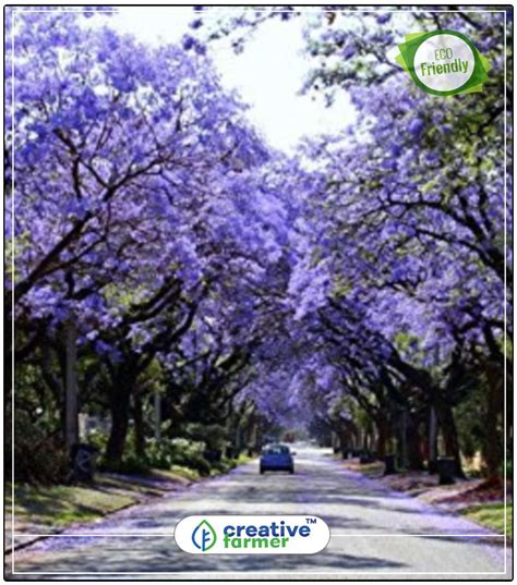 Buy Seeds : Jacaranda Amazing & Beautiful Flowering Tree Seeds Economy ...