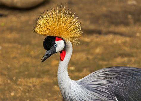 Cranes near Water · Free Stock Photo