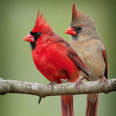 Voices and Vocabularies - Cardinals' Duet | BirdNote