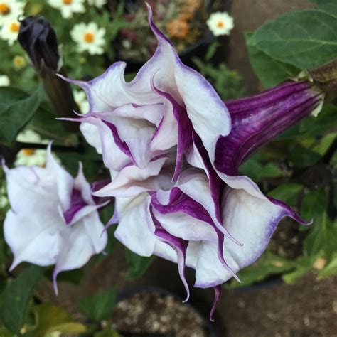 Datura metel blackcurrant swirl seeds | Etsy