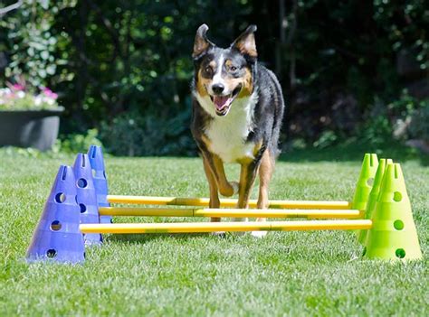 CanineGym Agility Kit Cavaletti Poles – Tripawds Gear