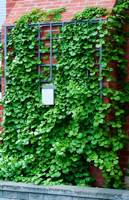 Climbing Hydrangea on trellis | Karen Maraj | Flickr