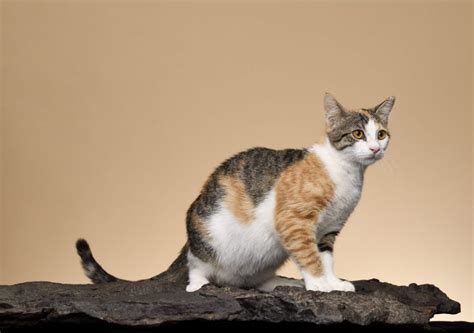 12 Rare Cat Breeds You Probably Didn't Know About