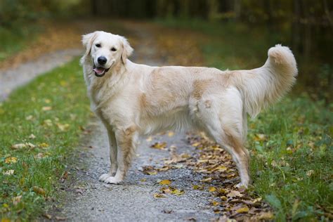 10 Best Dog Breeds With Yellow Fur