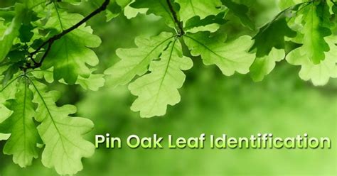 Pin Oak Leaf Identification Guide: Unique Leaf Features - EmbraceGardening