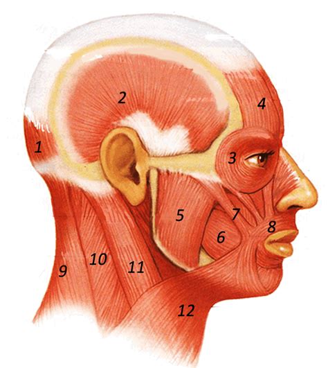 Facial Muscles Labeled Anatomy