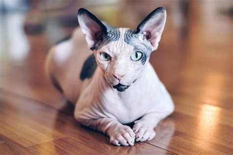 Sphynx Cat Breed Information and Characteristics | Daily Paws