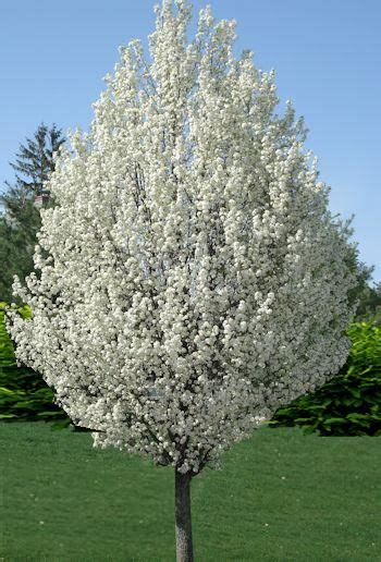 Ornamental Pear | Gammon's Garden Center & Landscape Nursery