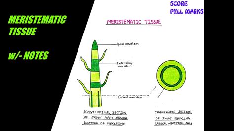 Meristematic Tissue In Plants Diagram