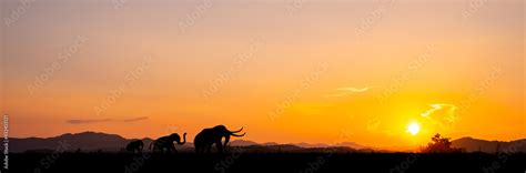 Silhouette of African safari scene with animals.sunset background ...