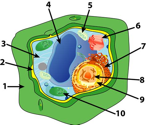 Plant Cell Diagram With Labels - Image of a plant cell diagram with ...