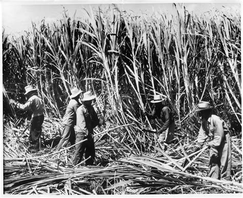 Hawaii Needs All Types Of Farms, Including Industrial Operations ...