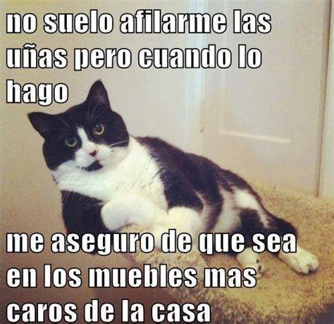 Imágenes de gatos con frases – Descargar imágenes gratis