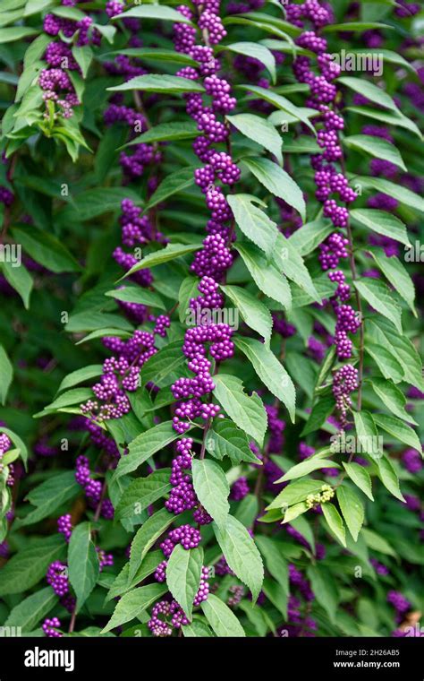 Beautyberry, edible purple berries, long stem, green leaves, nature ...