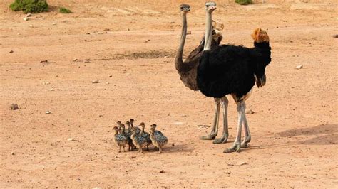 ¿Cuáles son las aves ratites?