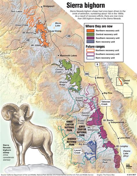 Newsela | Bighorn sheep recovering thanks to helping human hands