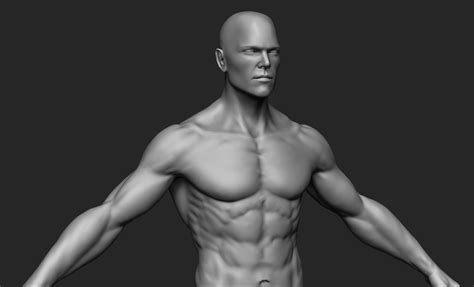 Human Man Anatomy 3D model | CGTrader