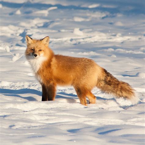 Uneasy neighbours: red foxes and arctic foxes in the north - Yukon ...