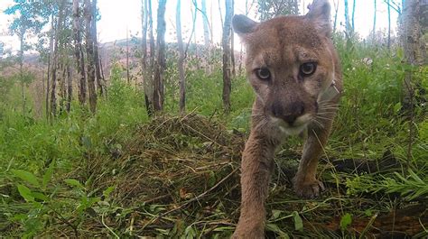 Pumas engineer their environment, providing habitat for other species ...