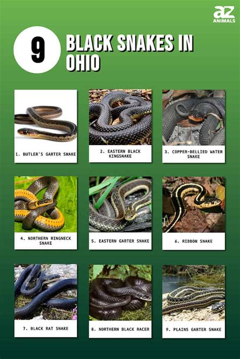 Black Garden Snakes In Ohio | Fasci Garden