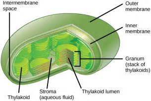 8.1.2: Main Structures and Summary of Photosynthesis - Biology LibreTexts